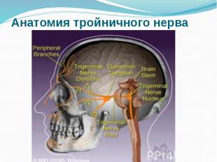 Анатомия тройничного нерва