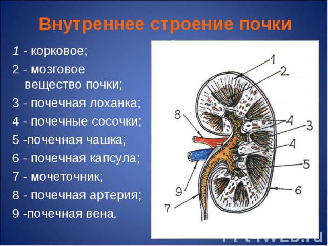 1 - корковое; 1 - корковое; 2 - мозговое вещество почки; 3 - почечная лоханка; 4 - почечные сосочки; 5 -почечная чашка; 6 - почечная капсула; 7 - мочеточник; 8 - почечная артерия; 9 -почечная вена.