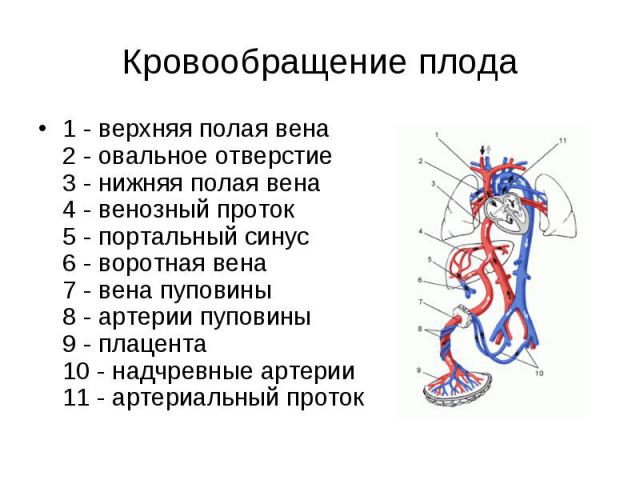 1 - верхняя полая вена 2 - овальное отверстие 3 - нижняя полая вена 4 - венозный проток 5 - портальный синус 6 - воротная вена 7 - вена пуповины 8 - артерии пуповины 9 - плацента 10 - надчревные артерии 11 - артериальный проток 1 - верхняя полая вен…