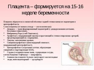 Плацента – формируется на 15-16 неделе беременности Плацента образуется в слизис