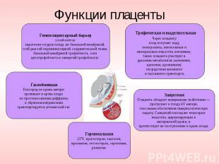 Функции плаценты