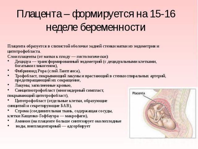 Плацента – формируется на 15-16 неделе беременности Плацента образуется в слизистой оболочке задней стенки матки из эндометрия и цитотрофобласта. Слои плаценты (от матки к плоду — гистологически): Децидуа — трансформированный энд…