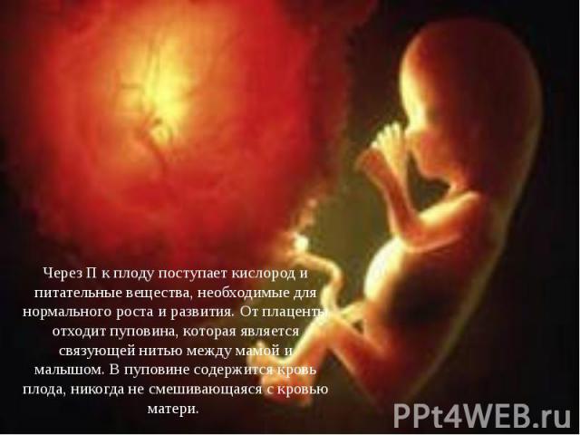 Через П к плоду поступает кислород и питательные вещества, необходимые для нормального роста и развития. От плаценты отходит пуповина, которая является связующей нитью между мамой и малышом. В пуповине содержится кровь плода, никогда не смешивающаяс…