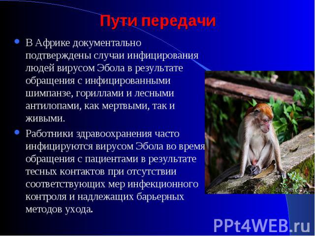 В Африке документально подтверждены случаи инфицирования людей вирусом Эбола в результате обращения с инфицированными шимпанзе, гориллами и лесными антилопами, как мертвыми, так и живыми. В Африке документально подтверждены случаи инфицирования люде…