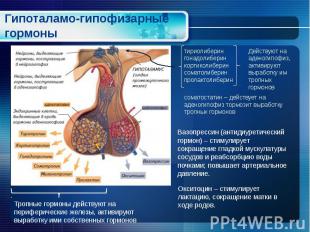 Гипоталамо-гипофизарные гормоны