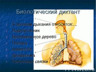 Биологический диктант К органам дыхания относятся:… Надгортанник Бронхиальное де