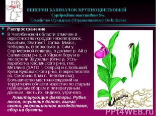 ВЕНЕРИН БАШМАЧОК КРУПНОЦВЕТКОВЫЙ &nbsp;&nbsp; Cypripedium macranthon Sw. &nbsp;&