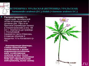 ВЕТРЕНИЧКА УРАЛЬСКАЯ (ВЕТРЕНИЦА УРАЛЬСКАЯ) &nbsp;&nbsp; Anemonoides uralensis (D