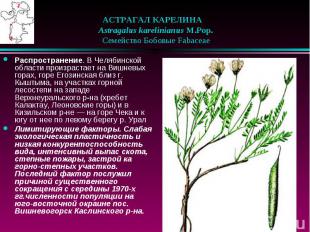 АСТРАГАЛ КАРЕЛИНА &nbsp;&nbsp; Astragalus karelinianus M.Pop. &nbsp;&nbsp; Семей