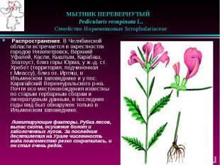 МЫТНИК ПЕРЕВЕРНУТЫЙ &nbsp;&nbsp; Pedicularis resupinata L. &nbsp;&nbsp; Семейств