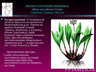 МЕЛКОСЕТЧАТЫЙ (ЧЕРЕМША) &nbsp;&nbsp; Allium microdictyon Prokh. &nbsp;&nbsp; Сем