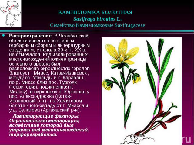 КАМНЕЛОМКА БОЛОТНАЯ    Saxifraga hirculus L.    Семейство Камнеломковые Saxifragaceae Распространение. В Челябинской области известен по старым гербарным сборам и литературным сведениям, с начала 30-х гг. XX в. не отмечался. Ряд …