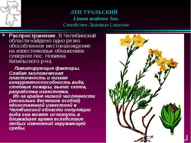 ЛЕН УРАЛЬСКИЙ    Linum uralense Juz.    Семейство Льновые Linaceae Распространение. В Челябинской области найдено одно резко обособленное местонахождение на известняковых обнажениях севернее пос. Новинка Кизильского р-на. Лимитир…