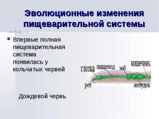 Эволюционные изменения пищеварительной системы Впервые полная пищеварительная си