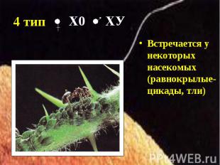 Встречается у некоторых насекомых (равнокрылые- цикады, тли) Встречается у некот