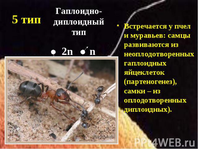 Встречается у пчел и муравьев: самцы развиваются из неоплодотворенных гаплоидных яйцеклеток (партеногенез), самки – из оплодотворенных диплоидных). Встречается у пчел и муравьев: самцы развиваются из неоплодотворенных гаплоидных яйцеклеток (партеног…