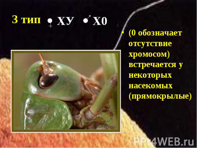 (0 обозначает отсутствие хромосом) встречается у некоторых насекомых (прямокрылые) (0 обозначает отсутствие хромосом) встречается у некоторых насекомых (прямокрылые)