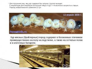 Для получения пищ. яиц кур содержат без петухов. Цыплят выводят в&nbsp;инкубатор