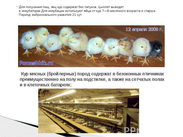 Для получения пищ. яиц кур содержат без петухов. Цыплят выводят в инкубаторах.Для инкубации используют яйца от кур 7—8-месячного возраста и старше. Период эмбрионального развития 21 сут. Для получения пищ. яиц кур содержат без петухов…