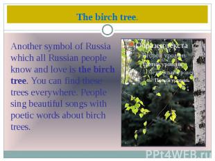 The birch tree.