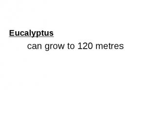 Eucalyptus can grow to 120 metres