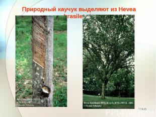 Природный каучук выделяют из Hevea brasilensis Природный каучук выделяют из Heve