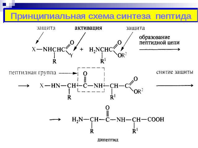 Принципиальная схема синтеза пептида