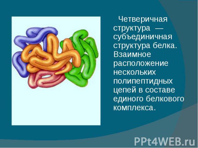 Четверичная структура — субъединичная структура белка. Взаимное расположение нескольких полипептидных цепей в составе единого белкового комплекса. Четверичная структура — субъединичная структура белка. Взаимное расположение нескольких полипептидных …