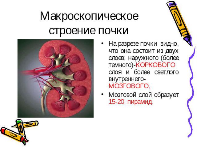 На разрезе почки видно, что она состоит из двух слоев: наружного (более темного)-КОРКОВОГО слоя и более светлого внутреннего- МОЗГОВОГО, На разрезе почки видно, что она состоит из двух слоев: наружного (более темного)-КОРКОВОГО слоя и более светлого…