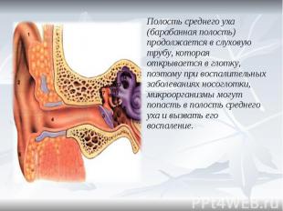 Полость среднего уха (барабанная полость) продолжается в слуховую трубу, которая