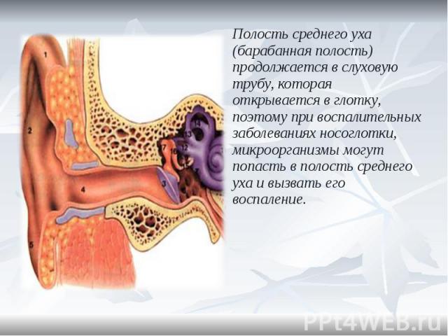 Полость среднего уха (барабанная полость) продолжается в слуховую трубу, которая открывается в глотку, поэтому при воспалительных заболеваниях носоглотки, микроорганизмы могут попасть в полость среднего уха и вызвать его воспаление. Полость среднего…