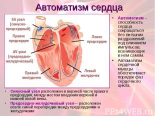 Автоматизм сердца Cинусный узел расположен в верхней части правого предсердия, м