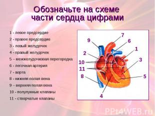 Обозначьте на схеме части сердца цифрами