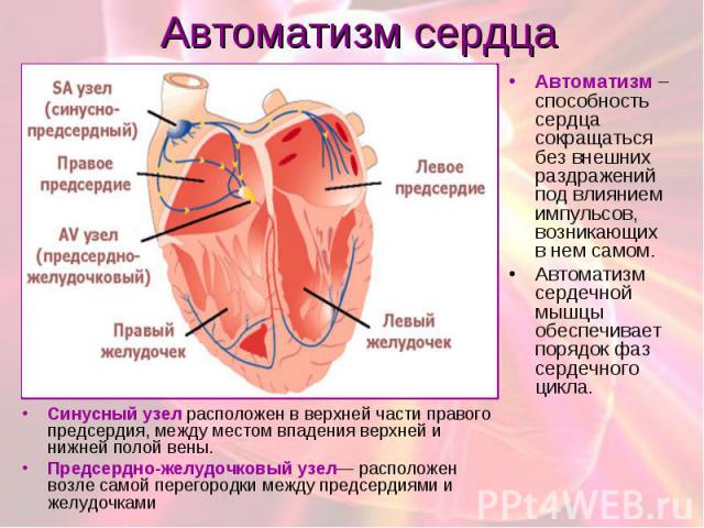 Автоматизм сердца Cинусный узел расположен в верхней части правого предсердия, между местом впадения верхней и нижней полой вены. Предсердно-желудочковый узел— расположен возле самой перегородки между предсердиями и желудочками
