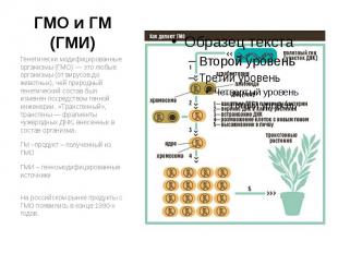ГМО и ГМ (ГМИ) Генетически модифицированные организмы (ГМО) — это любые организм