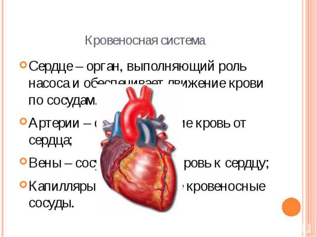 Кровеносная система Сердце – орган, выполняющий роль насоса и обеспечивает движение крови по сосудам. Артерии – сосуды несущие кровь от сердца; Вены – сосуды несущие кровь к сердцу; Капилляры – мельчайшие кровеносные сосуды.