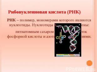 Рибонуклеиновая кислота (РНК) РНК – полимер, мономерами которого являются нуклео