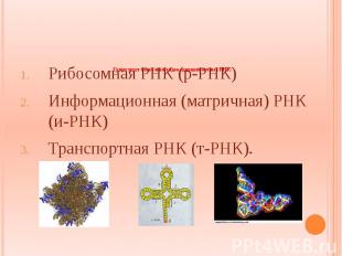 Существует несколько видов одноцепочечных РНК: Рибосомная РНК (р-РНК) Информацио