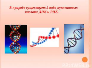 В природе существует 2 вида нуклеиновых кислот: ДНК и РНК. В природе существует