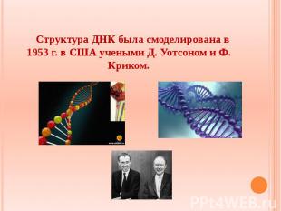Структура ДНК была смоделирована в 1953 г. в США учеными Д. Уотсоном и Ф. Криком