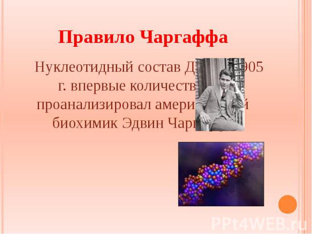Правило Чаргаффа Нуклеотидный состав ДНК в 1905 г. впервые количественно проанализировал американский биохимик Эдвин Чаргафф.