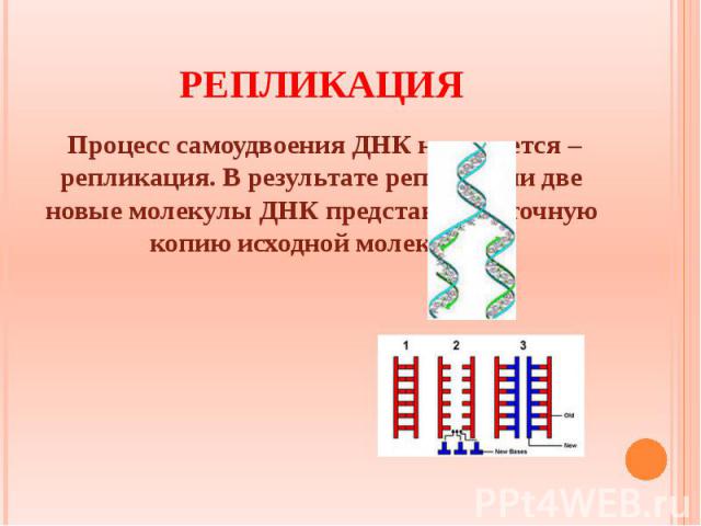 РЕПЛИКАЦИЯ Процесс самоудвоения ДНК называется – репликация. В результате репликации две новые молекулы ДНК представляют точную копию исходной молекулы.