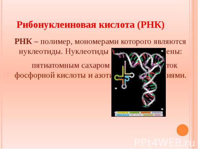 Рибонуклеиновая кислота (РНК) РНК – полимер, мономерами которого являются нуклеотиды. Нуклеотиды РНК представлены: пятиатомным сахаром – рибозой, остаток фосфорной кислоты и азотистыми основаниями.