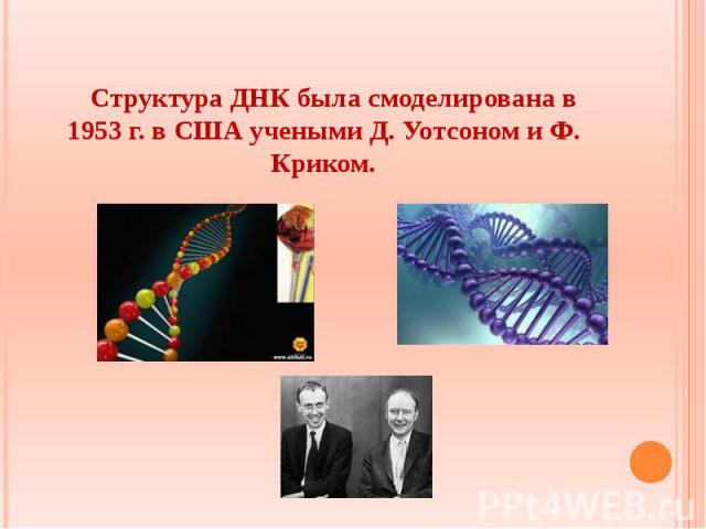 Структура ДНК была смоделирована в 1953 г. в США учеными Д. Уотсоном и Ф. Криком. Структура ДНК была смоделирована в 1953 г. в США учеными Д. Уотсоном и Ф. Криком.