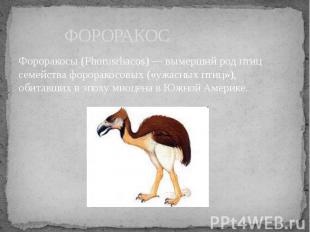 ФОРОРАКОС Фороракосы (Phorusrhacos) — вымерший род птиц семейства фороракосовых
