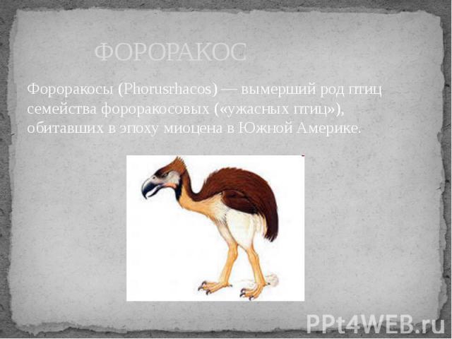 ФОРОРАКОС Фороракосы (Phorusrhacos) — вымерший род птиц семейства фороракосовых («ужасных птиц»), обитавших в эпоху миоцена в Южной Америке.