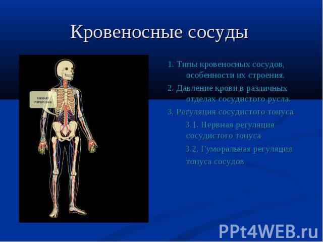 1. Типы кровеносных сосудов, особенности их строения. 1. Типы кровеносных сосудов, особенности их строения. 2. Давление крови в различных отделах сосудистого русла. 3. Регуляция сосудистого тонуса. 3.1. Нервная регуляция сосудистого тонуса 3.2. Гумо…