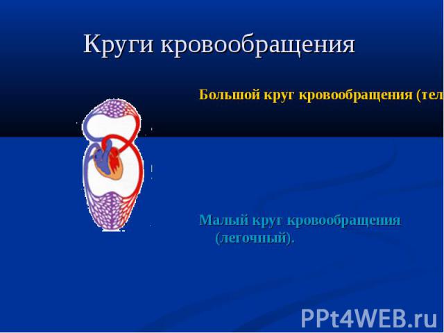 Большой круг кровообращения (телесный) Большой круг кровообращения (телесный) Малый круг кровообращения (легочный).