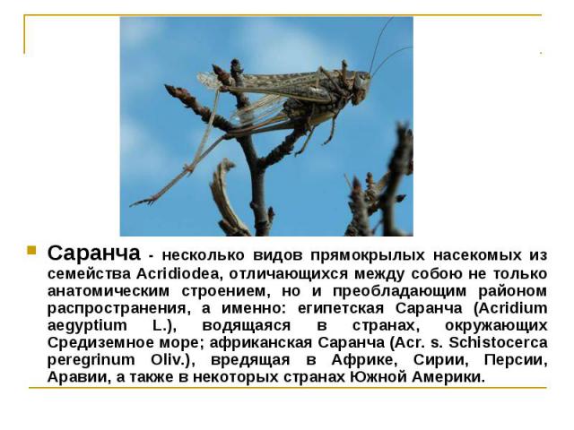 Саранча - несколько видов прямокрылых насекомых из семейства Acridiodea, отличающихся между собою не только анатомическим строением, но и преобладающим районом распространения, а именно: египетская Саранча (Acridium аеgyptium L.), водящаяся в страна…