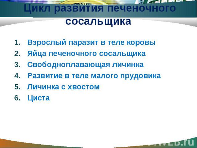 Взрослый паразит в теле коровы Взрослый паразит в теле коровы Яйца печеночного сосальщика Свободноплавающая личинка Развитие в теле малого прудовика Личинка с хвостом Циста